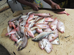 Le marché aux poissons dans le port de Cotonou