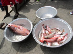 Le marché aux poissons dans le port de Cotonou