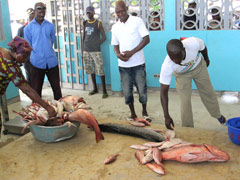 Le marché aux poissons dans le port de Cotonou