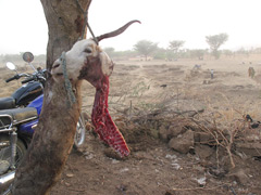 Le peuple dogon : non loin du marché hebdomadaire