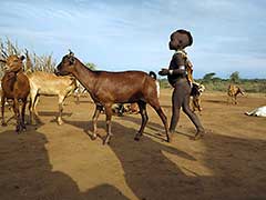 Les Hamers de la vallée de l'Omo