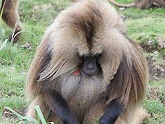 Parc National du Simien ( UNESCO Patrimoine Mondial ), babouins gélada