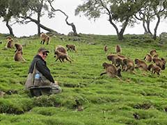 Parc National du Simien ( UNESCO Patrimoine Mondial ), babouins gélada