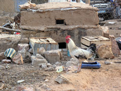 Poulet posant fièrement devant son poulailler plutôt luxueux.