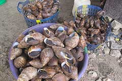 Des escargots de forêt : un mets très prisé dans toute l'Afrique de l'ouest