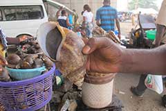 Des escargots de forêt : un mets très prisé dans toute l'Afrique de l'ouest