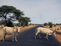 La route vers la frontière entre le Sénégal et le Mali.