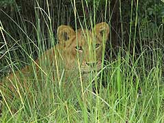 Un lion dans le parc national Murchison Falls