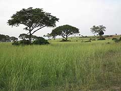 le parc national Murchison Falls