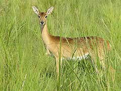 Un ourébi dans le parc national Murchison Falls