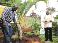 palmier en mémoire de Susan Tsvangirai