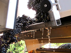 Les raisins prêts pour la vinification