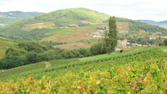 Beaujolais : les vignobles de Gamay