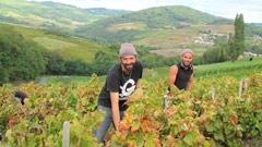 Les vendanges: mi-septembre