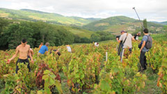 Beaujolais : filmant les vendanges