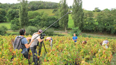 Reportages sur les vendanges