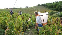 Vendanges dans le Beaujolais