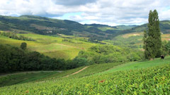 Vignobles dans le Beaujolais