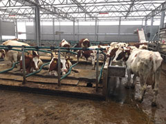 La Ferme Flottante de Rotterdam