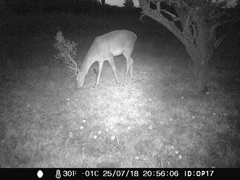 un cerf de la zone d’exclusion autour de Tchernobyl