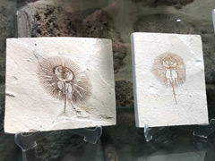 Fossile d'un ancêtre de la raie d'aujourd'hui