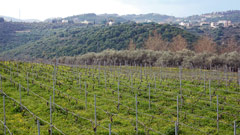 レバノンの名ワインメーカー：Ixsirの葡萄畑