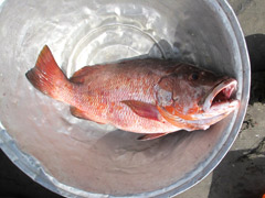 コトヌーの港の魚市