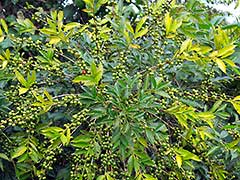 エチオピアのコーヒーの木