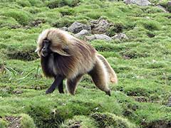 シミエン国立公園（ 世界遺産 ） ゲラダヒヒ猿