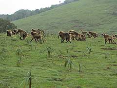シミエン国立公園（ 世界遺産 ）ゲラダヒヒ猿