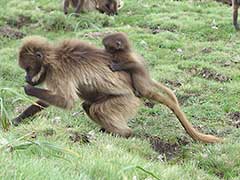 シミエン国立公園（ 世界遺産 ）ゲラダヒヒ猿