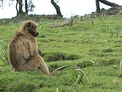 シミエン国立公園（ 世界遺産 ）ゲラダヒヒ猿