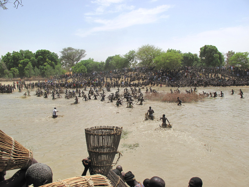 ドゴン族の魚祭り，神聖な漁儀式：世界遺産のバンディアガラの
