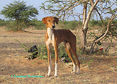 ニジェール犬：アザワク