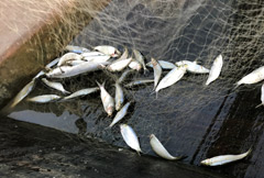 マココの若者漁師の収穫。