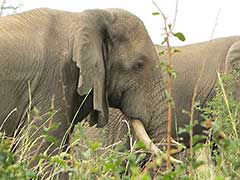 ウガンダのマーチソン・フォールズ国立公園の象さん