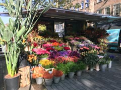 ロッテルダム市内の花屋さん