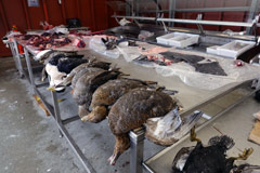 グリーンランド