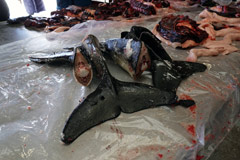 グリーンランド