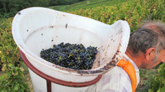 収穫された葡萄