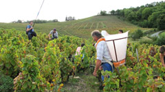 ボジョレーでの葡萄の収穫