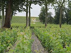 ボルドーワイン：葡萄畑